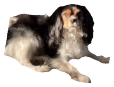 كلب