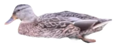 بطة