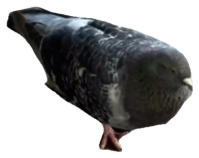 حمامة
